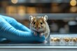 © Thomas Howard - Brown mouse under glowing lab light examined by researcher in gloves, emphasizing scientific tools and experimental setup.