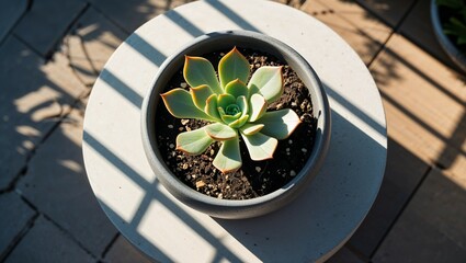 Healthy green leaf growth in an isolated white pot