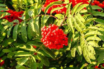 Wall Mural - Autumn bright red rowan berries with leaves