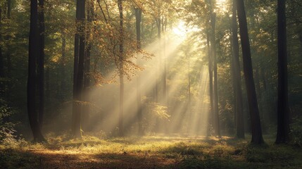 Poster - Serene forest landscape with sun rays illuminating the serene woodland scene creating a tranquil atmosphere for nature lovers