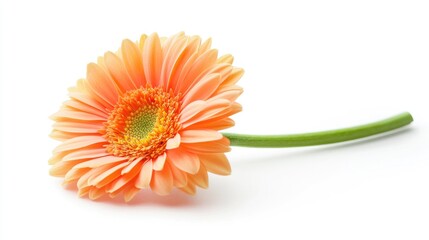 Poster - Peach gerbera daisy flower isolated on white background showcasing its delicate petals and vibrant colors for floral design concepts