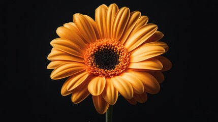 Poster - Vibrant orange gerbera daisy captured in stunning macro detail against a dark backdrop showcasing intricate petal textures and colors.