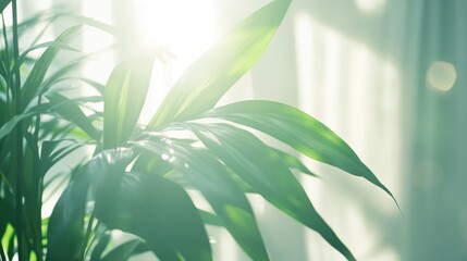 Poster - Soft focus of green tropical leaves illuminated by bright light creating a serene and natural ambiance in a Scandinavian style setting