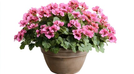 Wall Mural - Vibrant Pink Geranium Plant in a Rustic Pot Against White Background