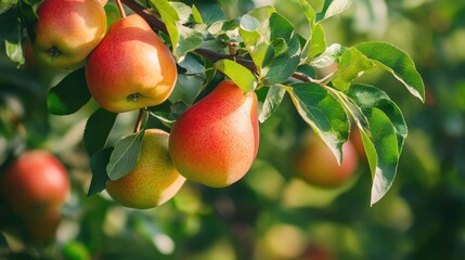 Canvas Print - Ripe pears and red apples hanging on branches in a lush garden setting with green leaves and soft sunlight illuminating the fruits.