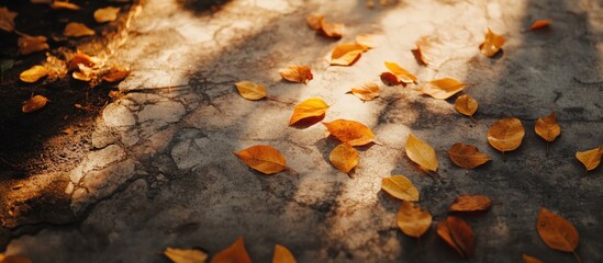 Wall Mural - Autumn leaves scattered on cracked ground with soft lighting creating a warm ambiance and ample space for text or graphics