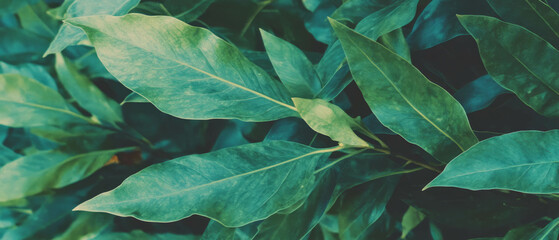 Poster - Fresh green leaf texture showcasing natural vibrancy and organic beauty