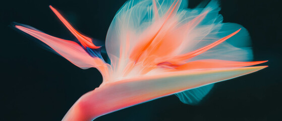 Poster - X-ray view revealing the colorful and exotic beauty of bird of paradise flower