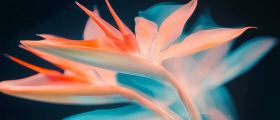 Poster - X-ray view of bird of paradise flower showcasing vibrant and exotic features