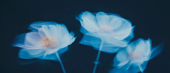Poster - X-ray view showcasing the delicate petals and calming essence of chamomile flowers