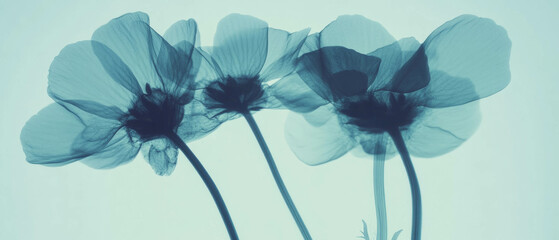 Poster - X-ray view revealing the delicate structure and calming properties of chamomile flowers