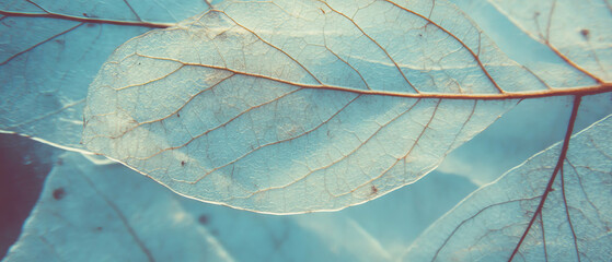 Poster - X-ray of dried leaf veins revealing delicate organic textures across a tranquil backdrop