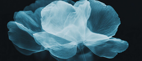 Poster - X-ray revealing delicate beauty of flower petals with intricate vein patterns