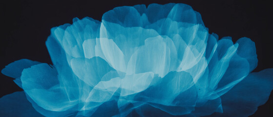 Poster - X-ray view reveals the delicate structure of a peony bloom with layered petals