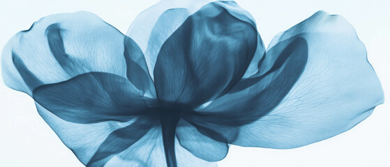 Poster - X-ray visualization reveals delicate structure of rose petals and intricate beauty