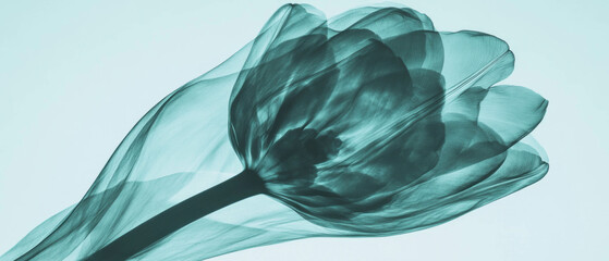 Poster - X-ray of tulip bulb revealing hidden forms and organic structure in botanical art