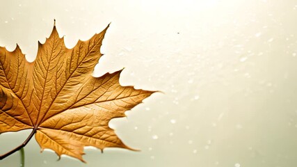 dolly in video of a single perfectly formed maple leaf reflecting its pristine image on glass, with 