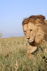 Wall Mural - lion in the grass