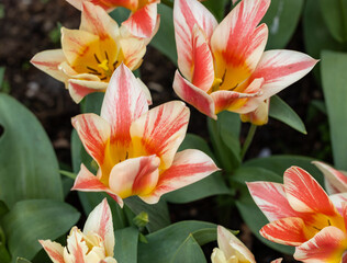 Wall Mural - Colorful tulip called Quebec.  Lily flowered group. Tulips are divided into groups that are defined by their flower features