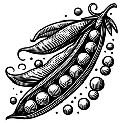 Wall Mural - pea pod engraving sketch vector illustration