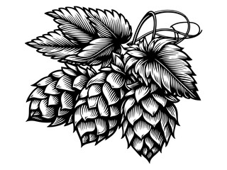 Wall Mural - hops plant leaves engraving vector illustration