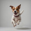 © Orangzaib - A Jack Russell terrier jumping excitedly on a white backdrop.