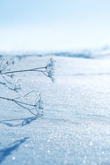 Wall Mural - beautiful winter landscape. frozen dry grass in snow close up, abstract natural background. winter season, cold frosty weather. new year, Christmas holidays concept.	gentle dreaming image