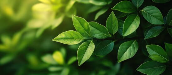 Aufkleber - Close up view of a green tree showcasing fresh nature through macro photography of leaves and branches in the garden ideal for use as a background with copyspace for plant concepts