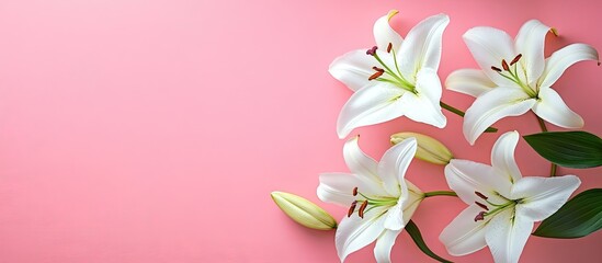 Leinwandbilder - Lovely white lily flowers on a pink background arranged flat Room for text. with copy space image. Place for adding text or design