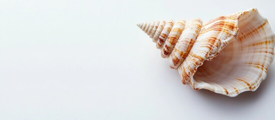 Aufkleber - seashell against a white background. with copy space image. Place for adding text or design