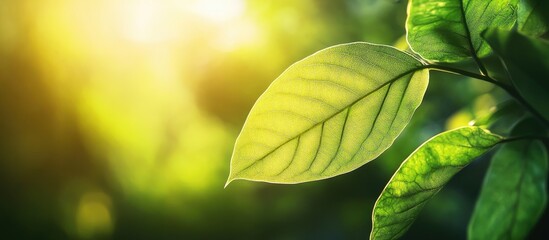 Aufkleber - Close up and softly focused freshness of a green leaf in the garden under sunlight with copy space Natural green plant landscape suitable for use as a background or wallpaper