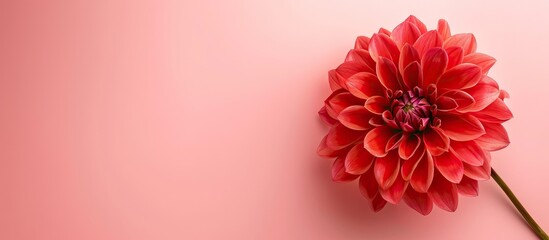 Aufkleber - Close up view of a beautiful red flower isolated on a pink background with added copyspace for text