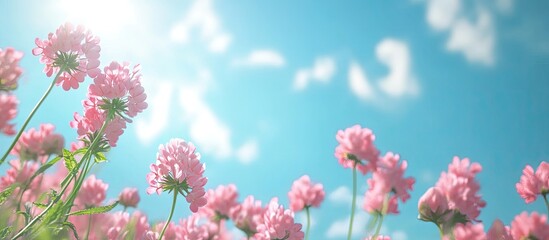 Wall Mural - Wild pink flowers of Alsike clover Trifolium hybridum ssp elegans in a field with the sky in the background selective focus viewed from below. with copy space image. Place for adding text or design