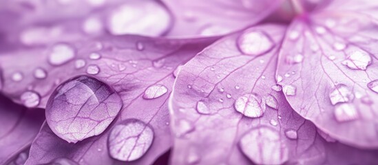 Leinwandbilder - Violet flower petals adorned with water droplets. with copy space image. Place for adding text or design