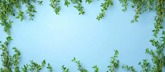 Fototapete - Thyme natural herbs arranged in a frame on a blue background with room for text. with copy space image. Place for adding text or design