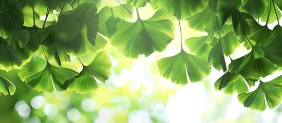 Poster - Green ginkgo leaves in late spring. with copy space image. Place for adding text or design