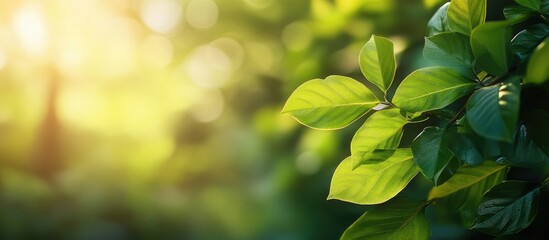 Aufkleber - A close up of lovely green leaves set against a blurred background of greenery with sunlight in a public garden park This is an example of landscape ecology and provides copy space for wallpaper an