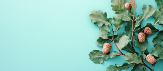 Aufkleber - Branch with green oak leaves and acorns on a colored background close up top view. with copy space image. Place for adding text or design