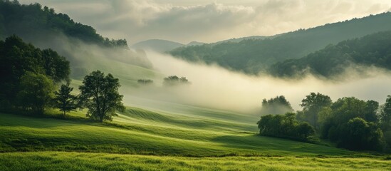 Fototapete - Green landscape in the early morning shrouded in fog. with copy space image. Place for adding text or design