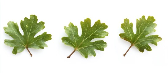 Wall Mural - Oak leaves set against a white background Quercus robur. with copy space image. Place for adding text or design