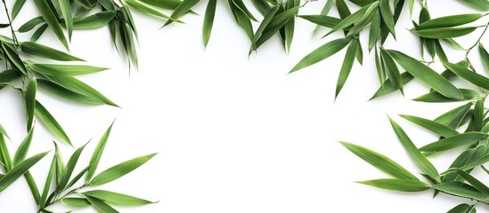 Aufkleber - Close up top view of bamboo leaves isolated against a white background A green leaf pattern texture with a clipping path and copyspace