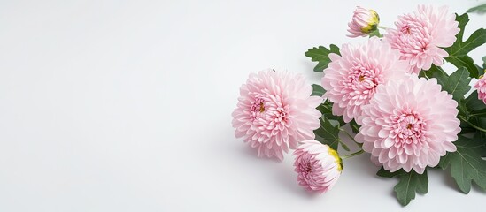 Aufkleber - Pastel colored cluster of pink chrysanthemum flowers in close up on a white background accompanied by green leaves. with copy space image. Place for adding text or design