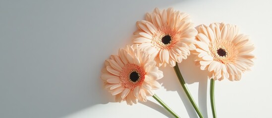 Aufkleber - Delicate pale peach gerbera flower stems set against a white background Aesthetic close up floral arrangement featuring sunlight shadows and copyspace