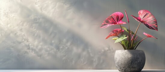 Aufkleber - Alocasia pink dragon in a planter. with copy space image. Place for adding text or design