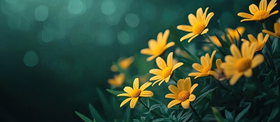 Aufkleber - Yellow daisies on a dark green backdrop copyspace shallow depth of field
