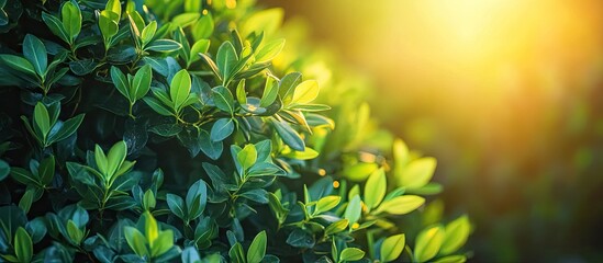Aufkleber - Bright sunlight illuminates the shrubs of the caricature plant showcasing its stunning two tone foliage. with copy space image. Place for adding text or design