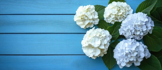 Aufkleber - White Hydrangea blossoms set against a blue wooden fence or wall. with copy space image. Place for adding text or design