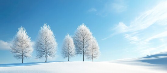 Poster - Larch trees in a snowy field beneath a blue sky. with copy space image. Place for adding text or design