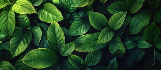 Aufkleber - Green nature background Close up of green leaf texture for a natural and fresh wallpaper theme. with copy space image. Place for adding text or design