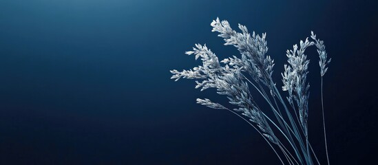 Fototapete - Dark blue backdrop featuring a silver Bulrush bouquet Template includes copyspace for your creative ideas